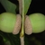 side view of acorns (Pickens County, AL)-Mid Fall