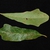 Front and back of leaves (Pickens County, AL)-Mid Fall