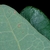 Tip of a leaf (Greensboro, NC)-Mid spring