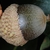 Side view of a brown acorn with a scap (Greensboro, NC)-Mid Fall