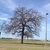 Tree in winter without leaves