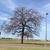 Quercus stellata