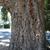 Quercus suber