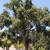 Quercus suber