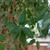 Quercus suber