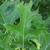 Leaf close up