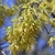 Dropping, slender strings known as catkins