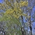 Spring Catkins showing on the  upright form