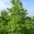 Form of a mature tree