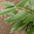 Leaf closeup with serrated margins