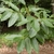 Branch with leaves