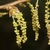 Yellowish hanging male catkins