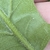 Underside of leaf with short white hairs in VA