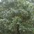 Quercus bicolor