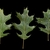 Leaves with bristle tipped lobes