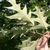 Underside of leaf