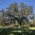 Quercus virginiana