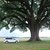 Large mature tree (Seminole County, GA)-Late Spring
