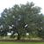Quercus virginiana