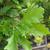Quercus x Kindred Spirit