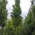 Quercus x Kindred Spirit