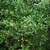 Leaves and branches
