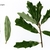Variable leaf shapes