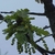 Male flowers