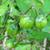 Solanum carolinense