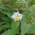 Solanum carolinense