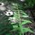 Solidago caesia