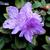 Rhododendron 'Ramapo'