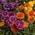 Fully double flowers in shades of purple, yellow and orange.