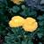 Ranunculus hybrids