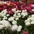 Bed of fully double flowers in shades of white, pink & orange.