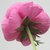 Back view of a pink, double flower showing five sepals.