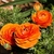 Orange fully double flowers and highly dissected foliage.