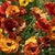 Semi-double flowers in shades of yellow and orange.