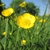 Portrait of bowl-shaped yellow flowers with many stamens.