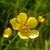 Portrait of bowl-shaped yellow flowers with many stamens.