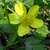 Close-up of a bright yellow, bowl-shaped flower with 5 petals