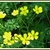 Foliage and yellow, 5-petaled flowers.