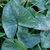 Arrow-shaped leaves