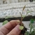 Hand holding a small plant with ovate to lanceolate leaves