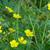 Plants in Bloom