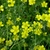 Foliage and yellow, 5-petaled flowers.