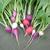 Roots