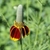 Inflorescence with red-brown ray florets & yellow disk florets.