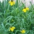 Inflorescence with yellow ray florets & dark disk florets