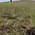 flowers growing in prairie. Inflorescence disk elongate.